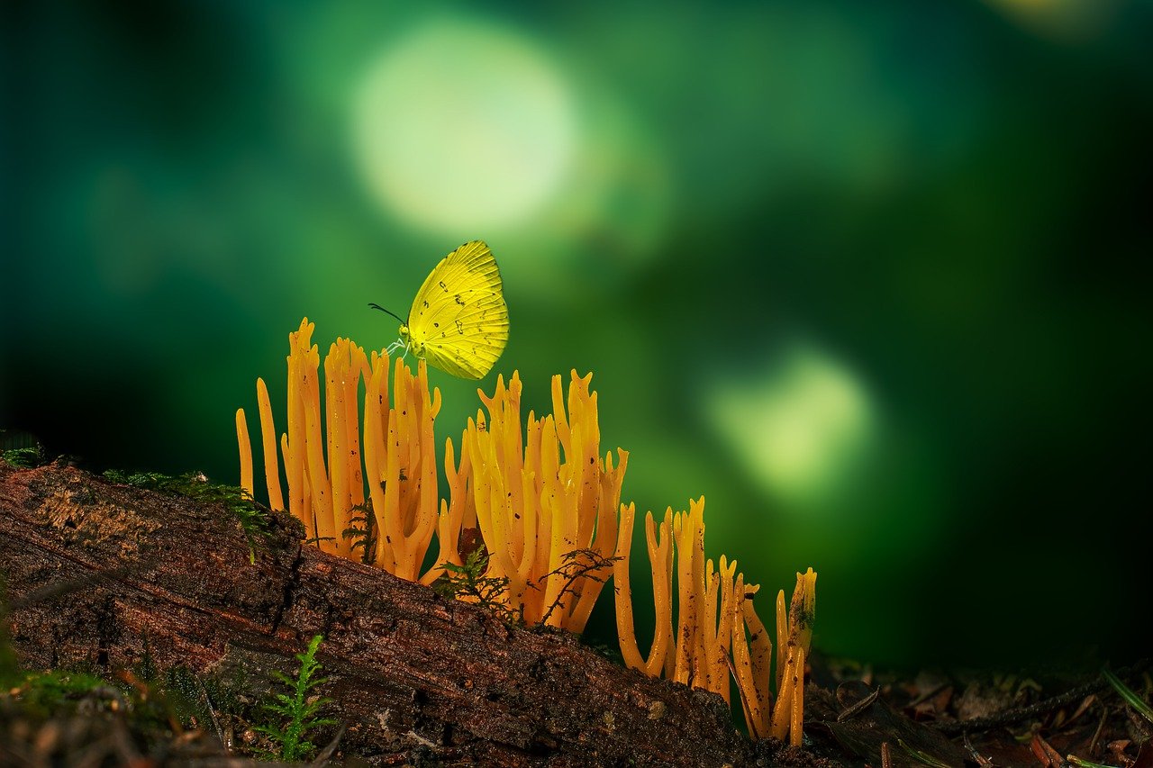 forest, butterfly, nature-7351570.jpg